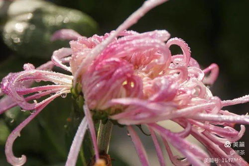 花卉摄影 王城公园赏菊