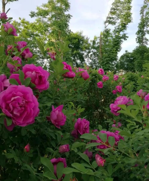 春游赏花,都是什么花 这100个花卉图鉴,给大家做科普,涨知识