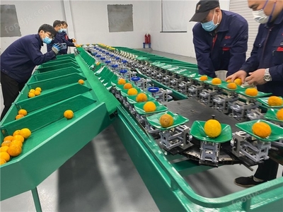 双线选果机 苹果梨番石榴桃子牛油果水果重量分选机 凯祥工厂